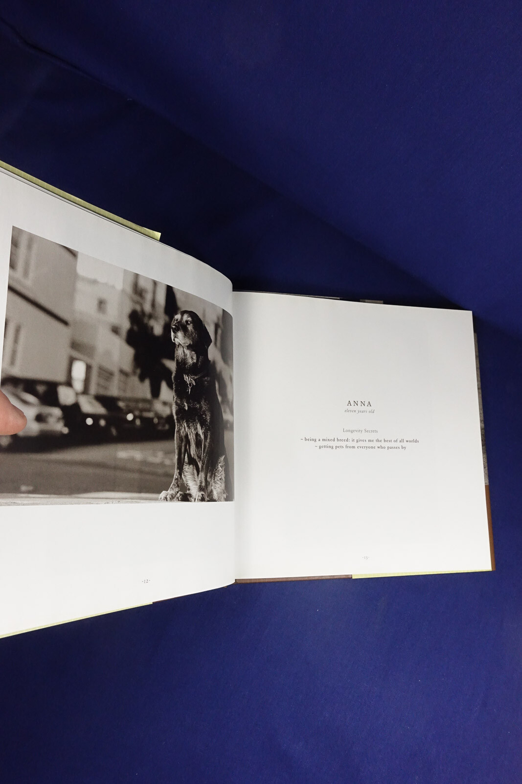 OLD FRIENDS Mark Asher GREAT DOGS ON THE GOOD LIFE Dog Photo Photography Book