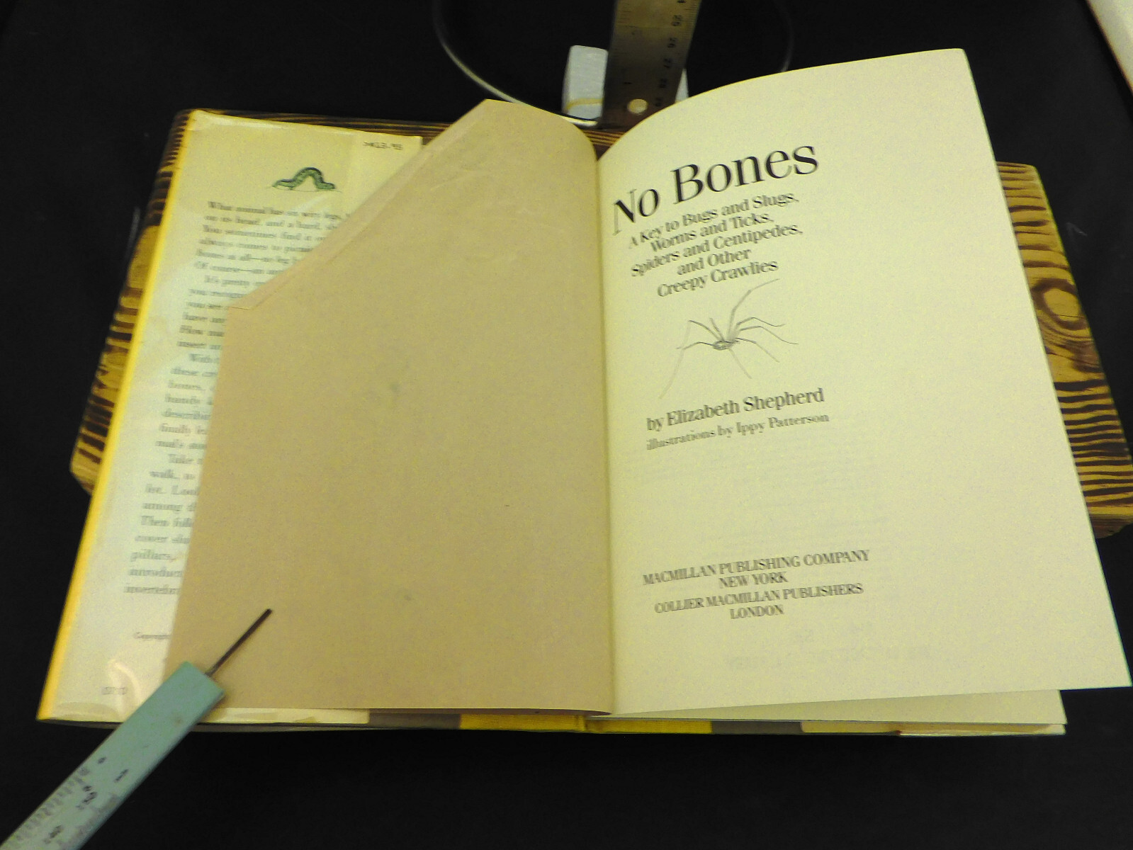 No Bones: A Key to Bugs and Slugs, Worms and Ticks, Spiders and Centipedes, Othr