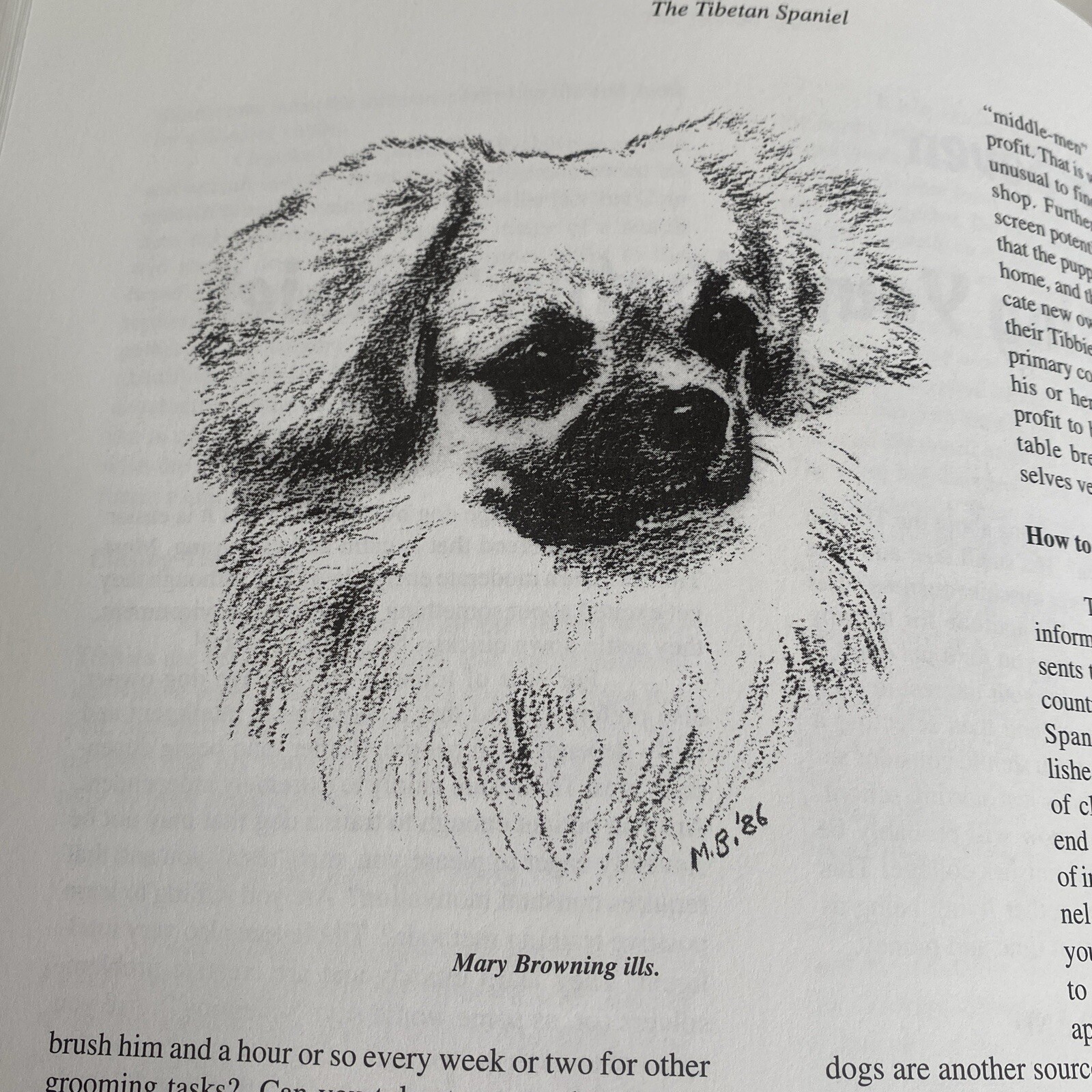 The Tibetan Spaniel: A Gift From The Roof Of The World Susan Miccio 254 pages