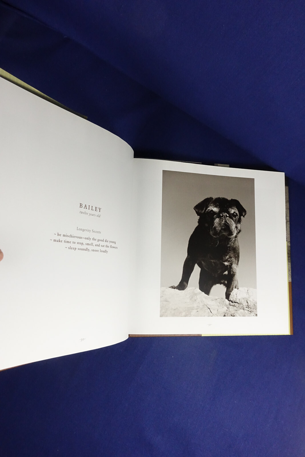OLD FRIENDS Mark Asher GREAT DOGS ON THE GOOD LIFE Dog Photo Photography Book