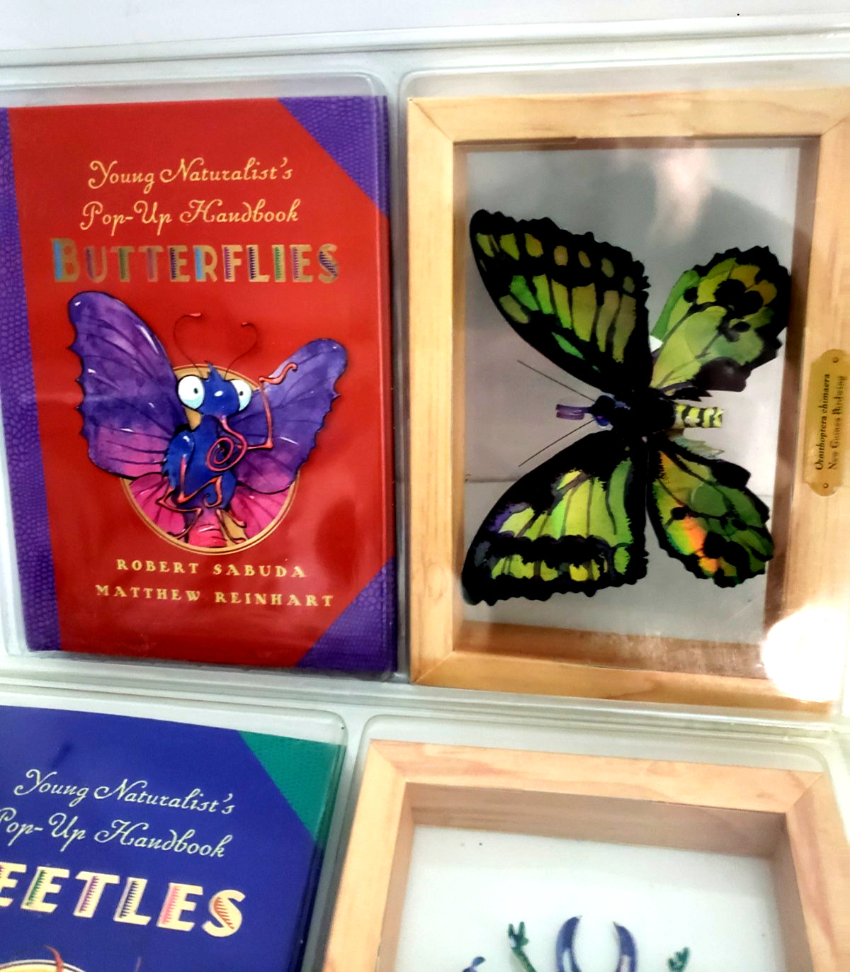 2 NEW BOOKS ROBERT SABUDA AND MATTHEW REINHART “BEETLES & BUTTERFLIES