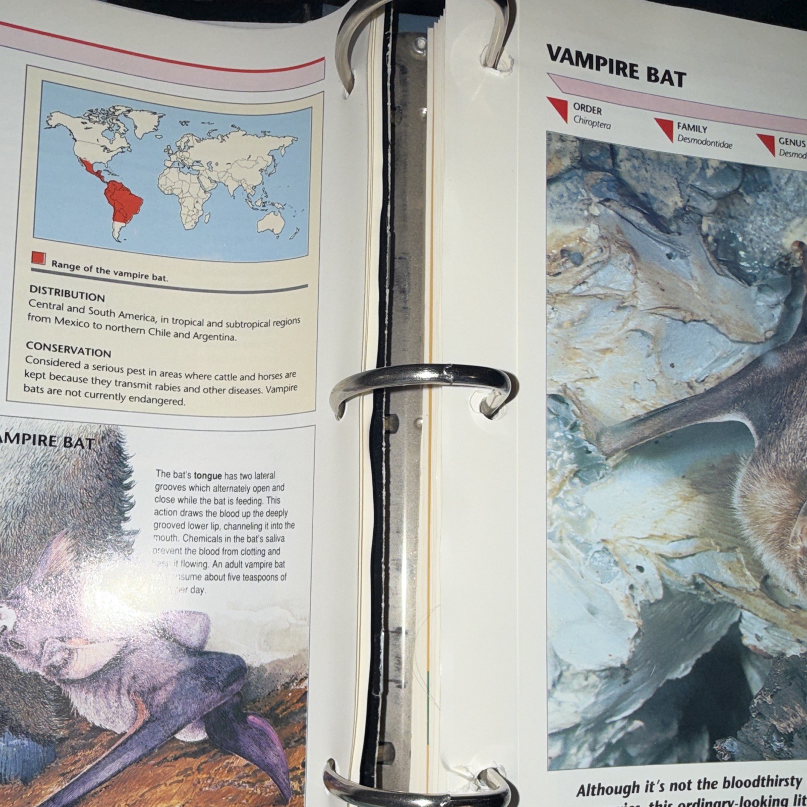 Wildlife Fact-File Illustrated Ring/Wire Bound Nonfiction Wildlife Fact File