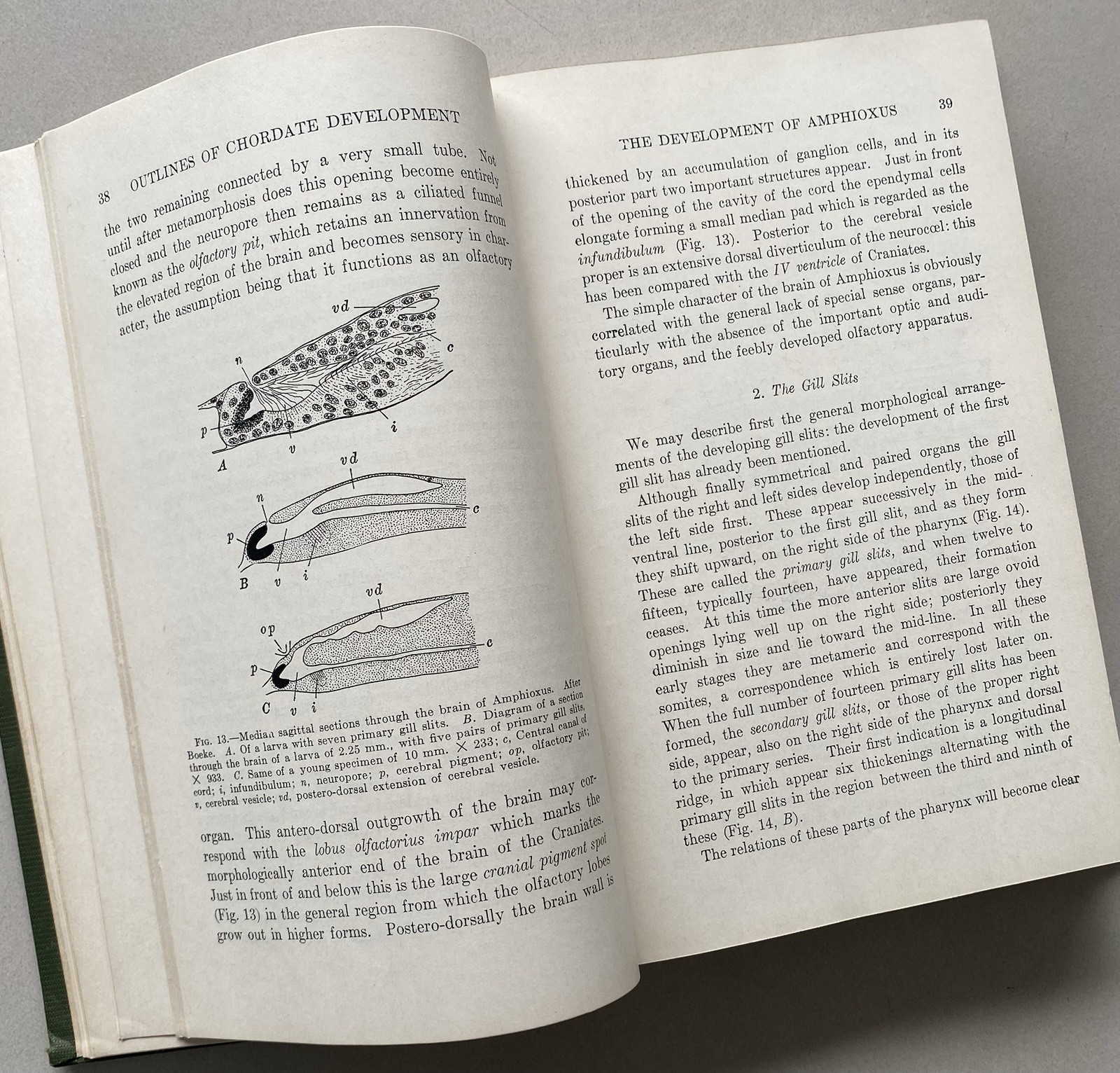 Outlines of Chordate Development by William Kellicott (1934 Hardcover)