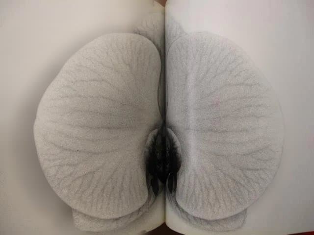 Nobuyoshi Araki “Erotos” Photo Book First edition Hardcover Japanese