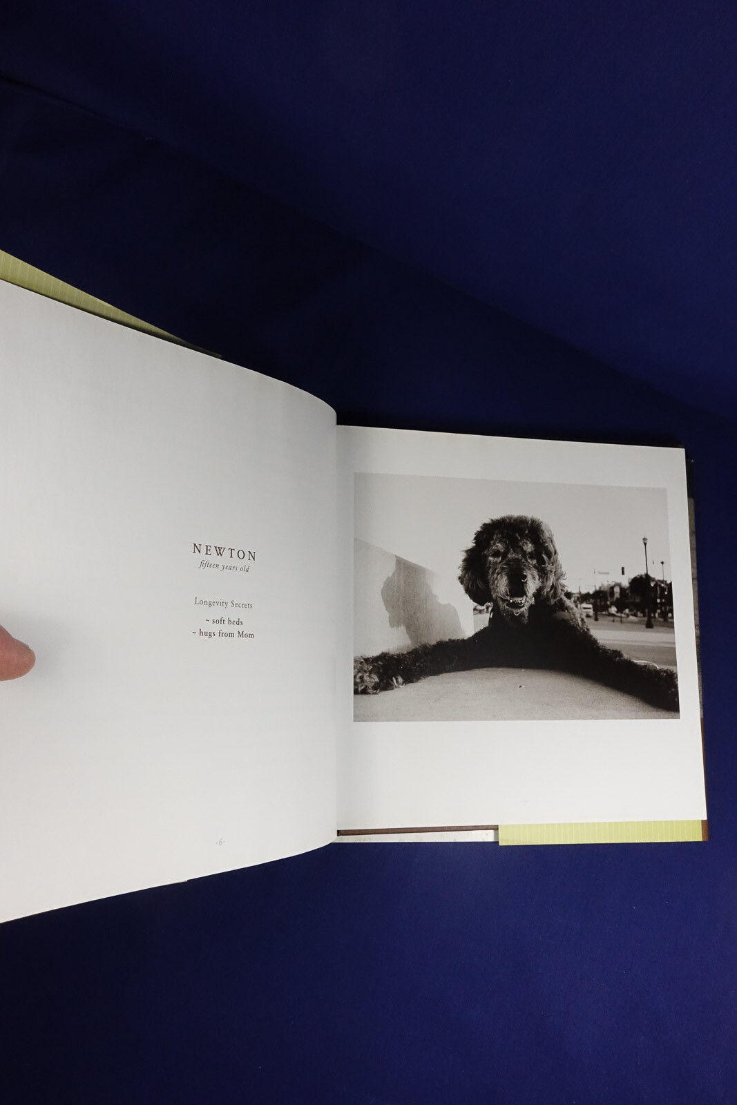 OLD FRIENDS Mark Asher GREAT DOGS ON THE GOOD LIFE Dog Photo Photography Book
