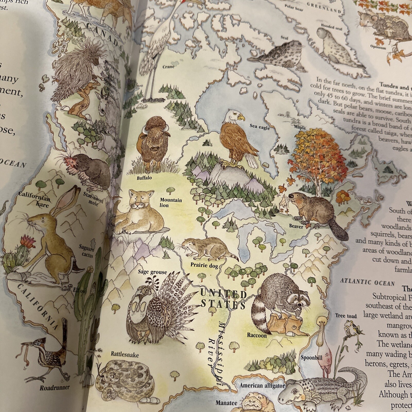 VTG 📚A Treasury Of Children’s Literature” Armand Eisen HCDJ 1992+ Animal Atlas