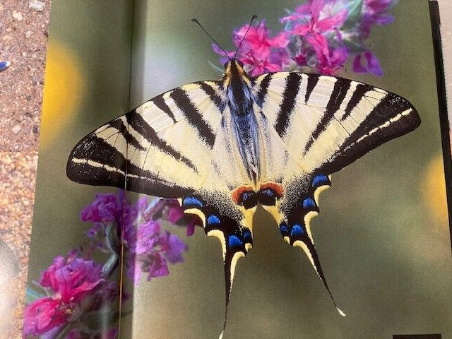 Butterfly Book by Thomas Marent Hardcover DJ Over 500 Photographs 280 Pages